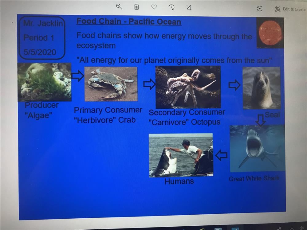 Aquatic food chain from Pacific Ocean Aquatic food chain from Pacific Ocean